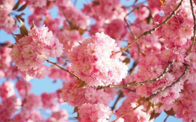 Wat is een Japanse sierkers?